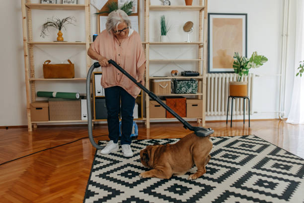 The Beaches Carpet Cleaning